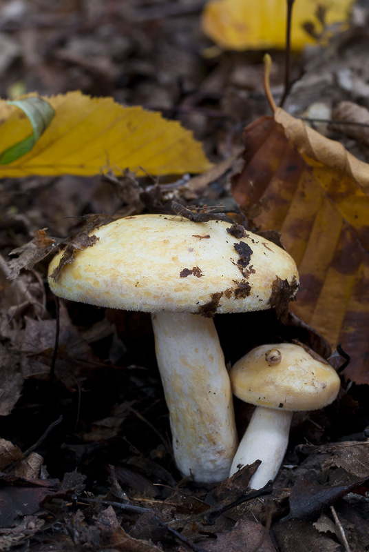 Lactarius flavidus